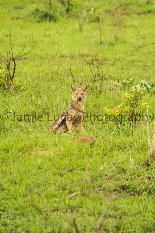 Side-Striped Jackal