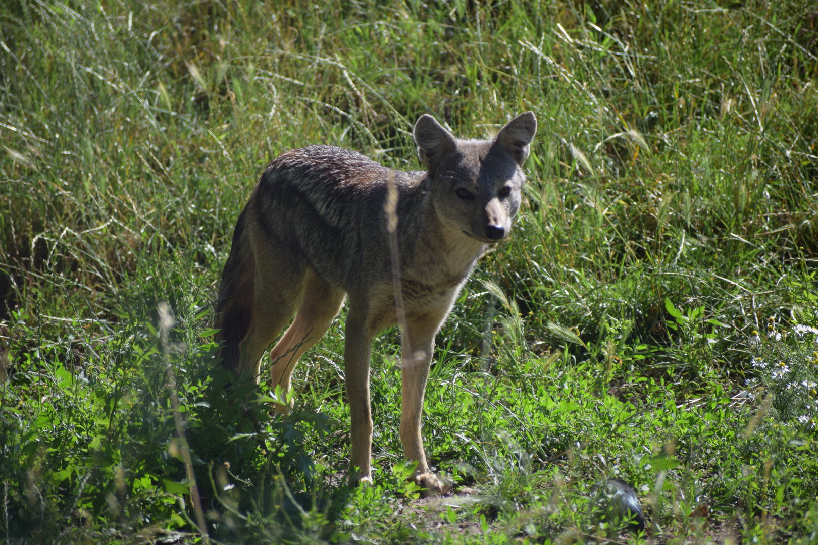 Side-striped Jackal