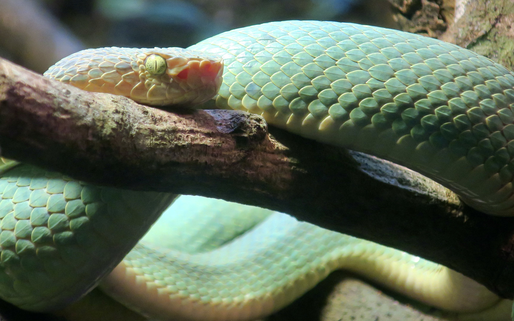 Side-Striped Palm Pit Viper (Bothriechis lateralis)