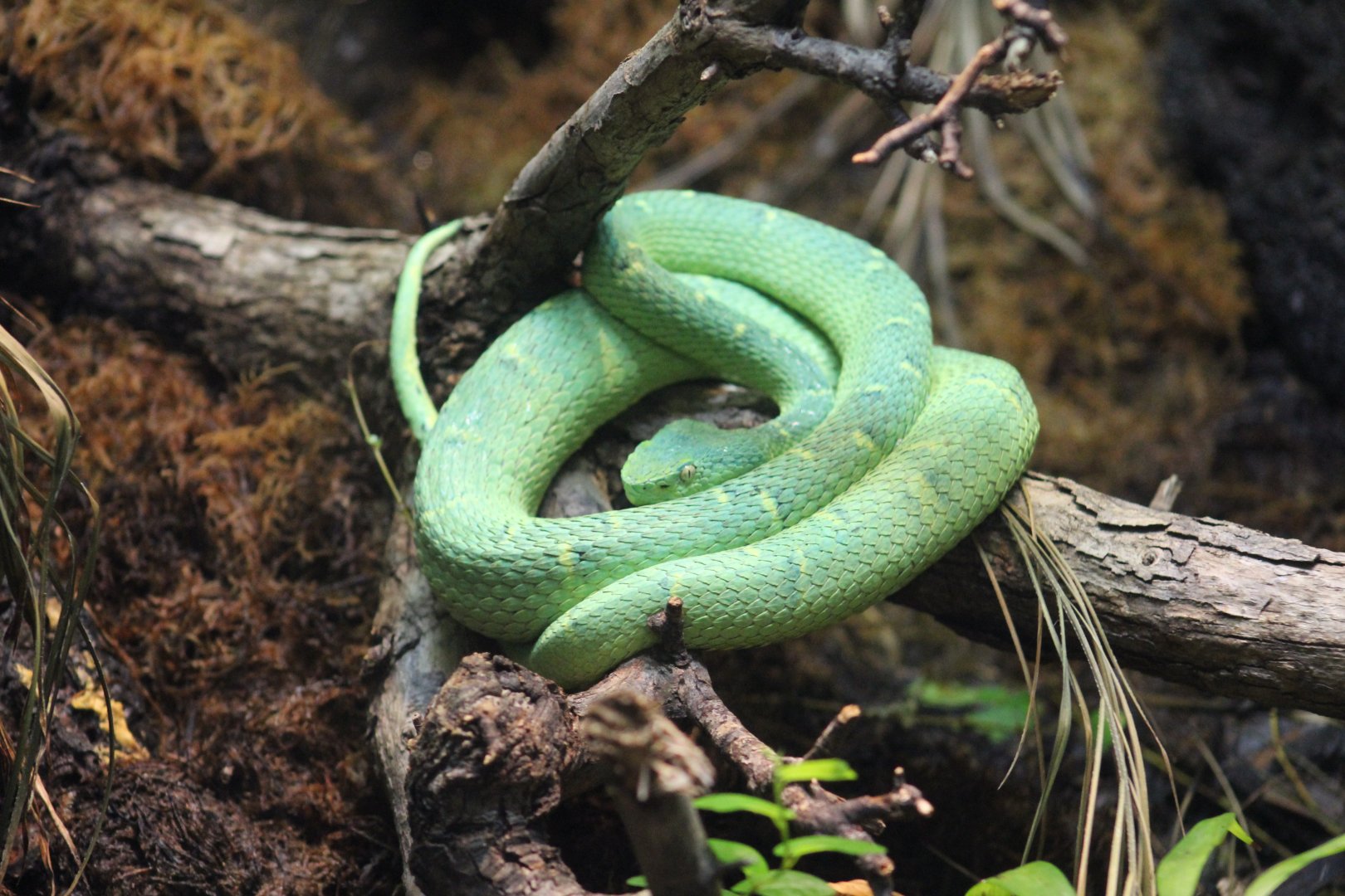 Side-Striped Palm-Pitviper