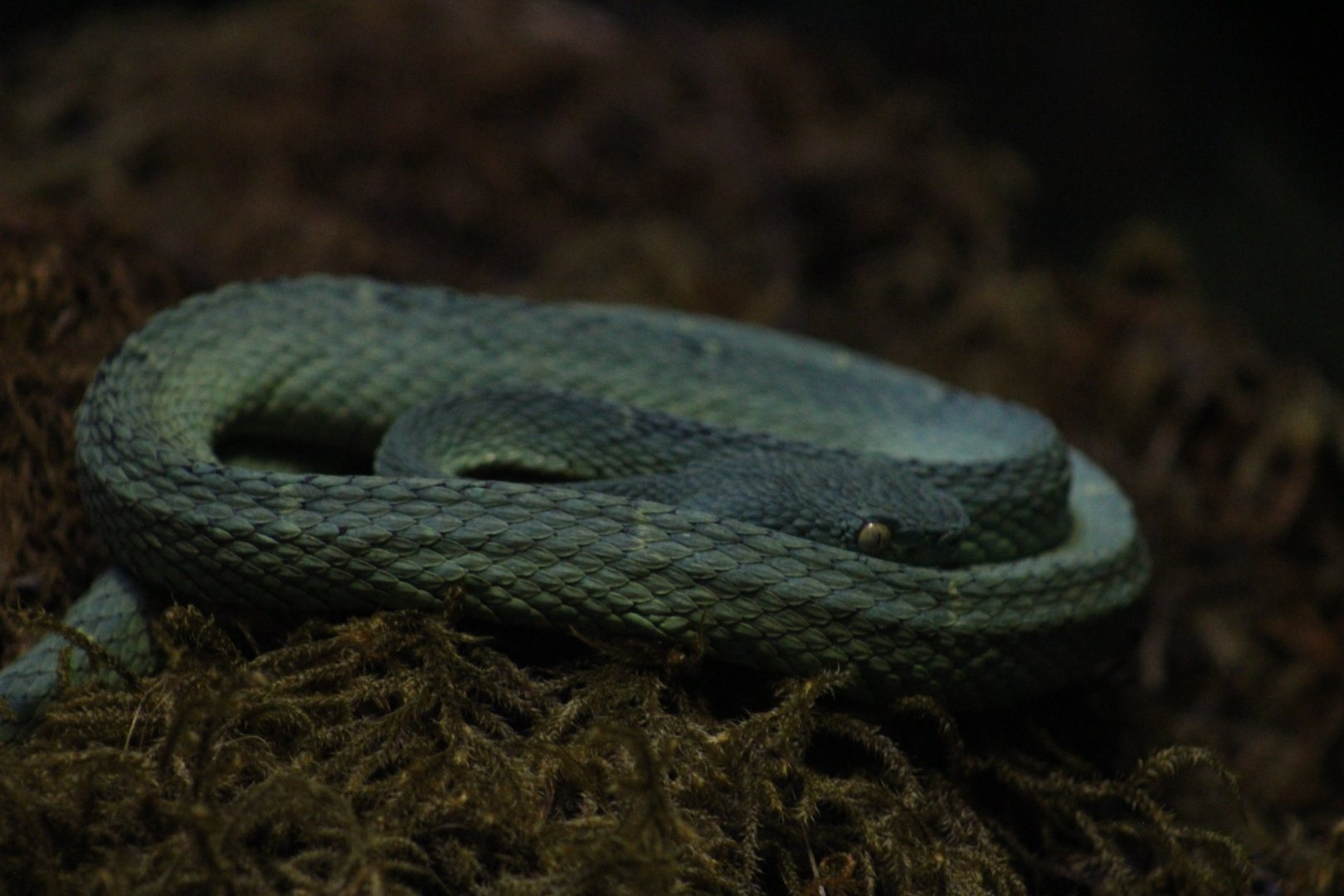 Side-Striped Palm-Pitviper