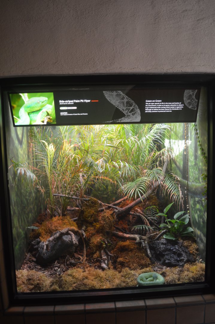 Side-Striped Palm Viper Terrarium