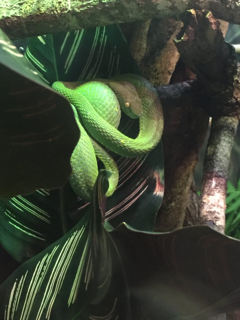 Side Striped Palm Viper?