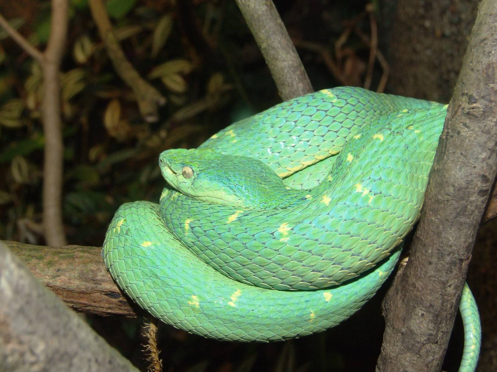 Side-striped Pit Viper at Zoo Simon Bolivar, 12/04/14
