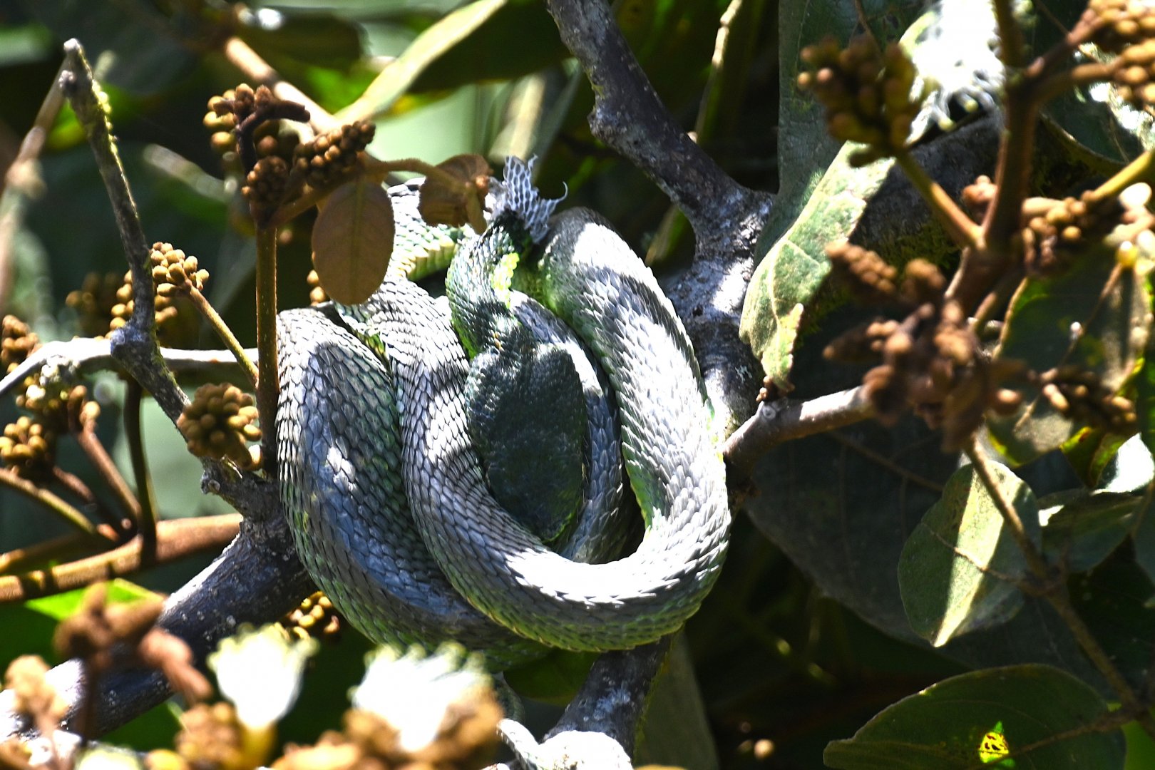 Side-striped Pit Viper (Bothriechis lateralis)