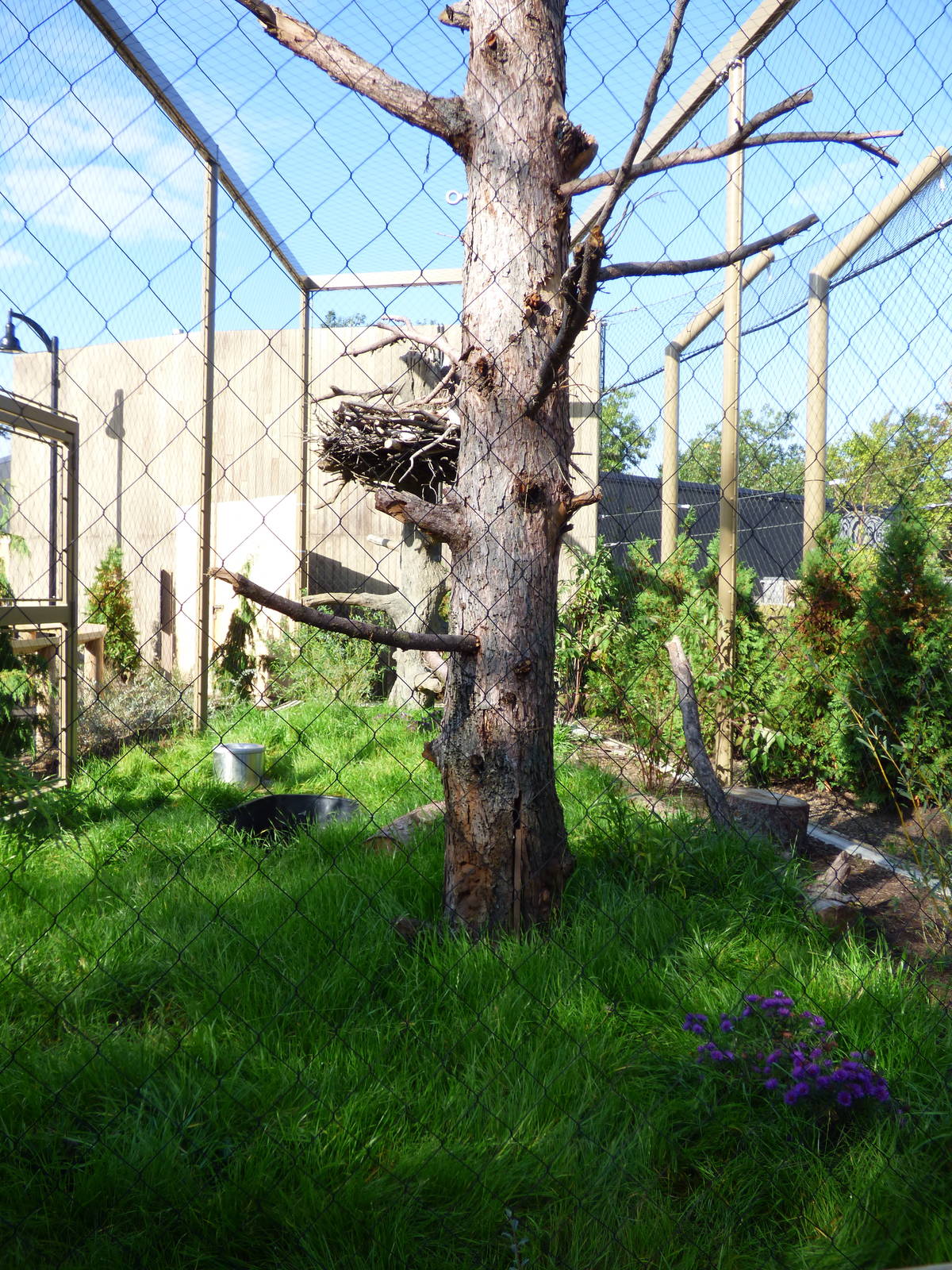 Side View of Bald Eagle Exhibit