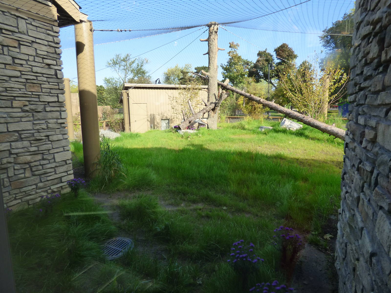Side View of the Eurasian Lynx Exhibit