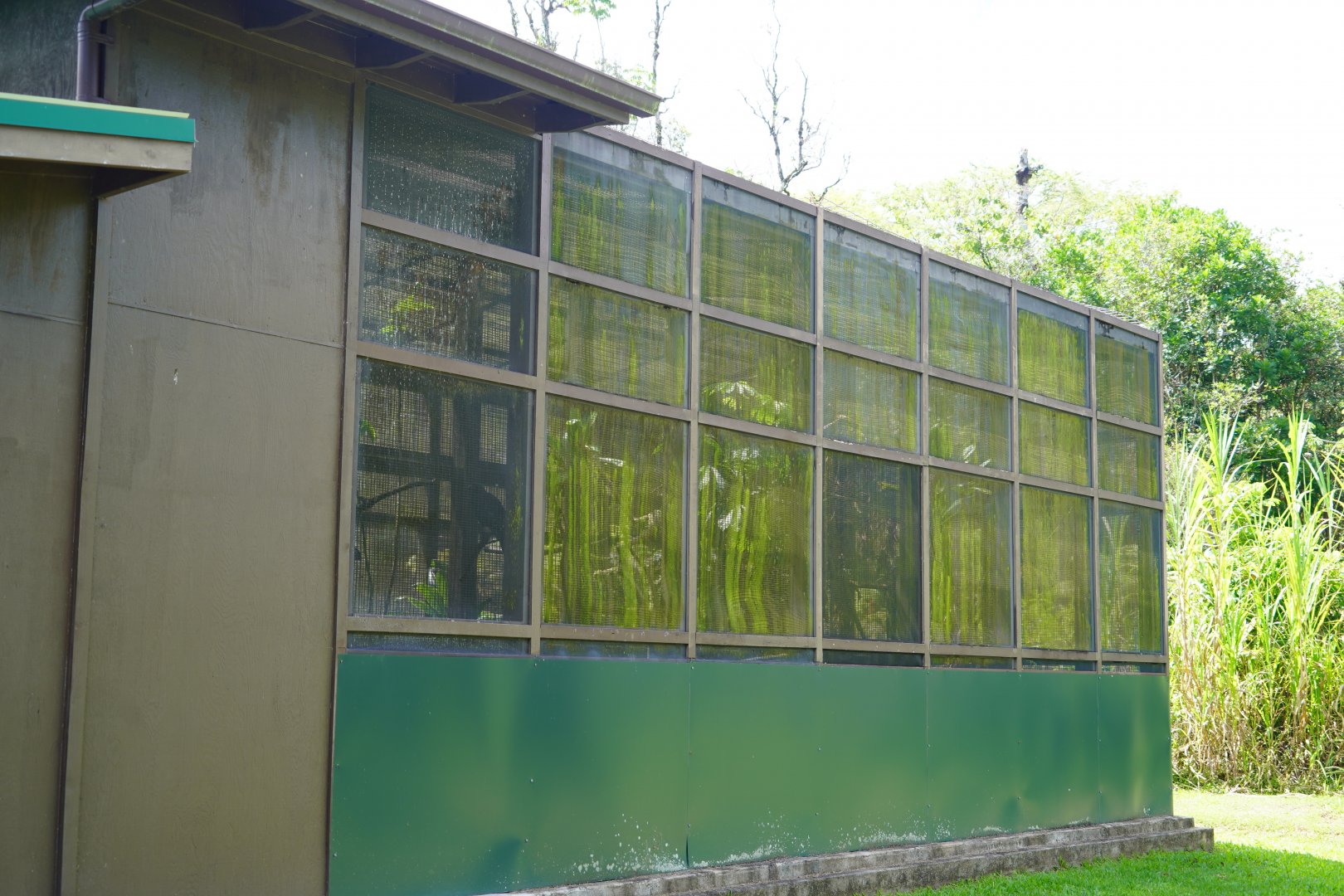 Side view of the Hawaiian crow/ʻAlalā exhbit