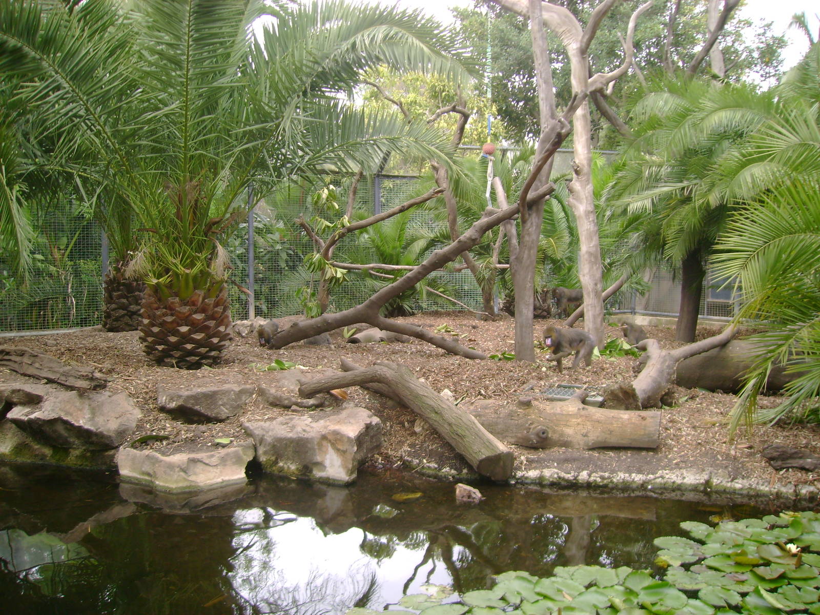 Side view of the Mandrill enclosure