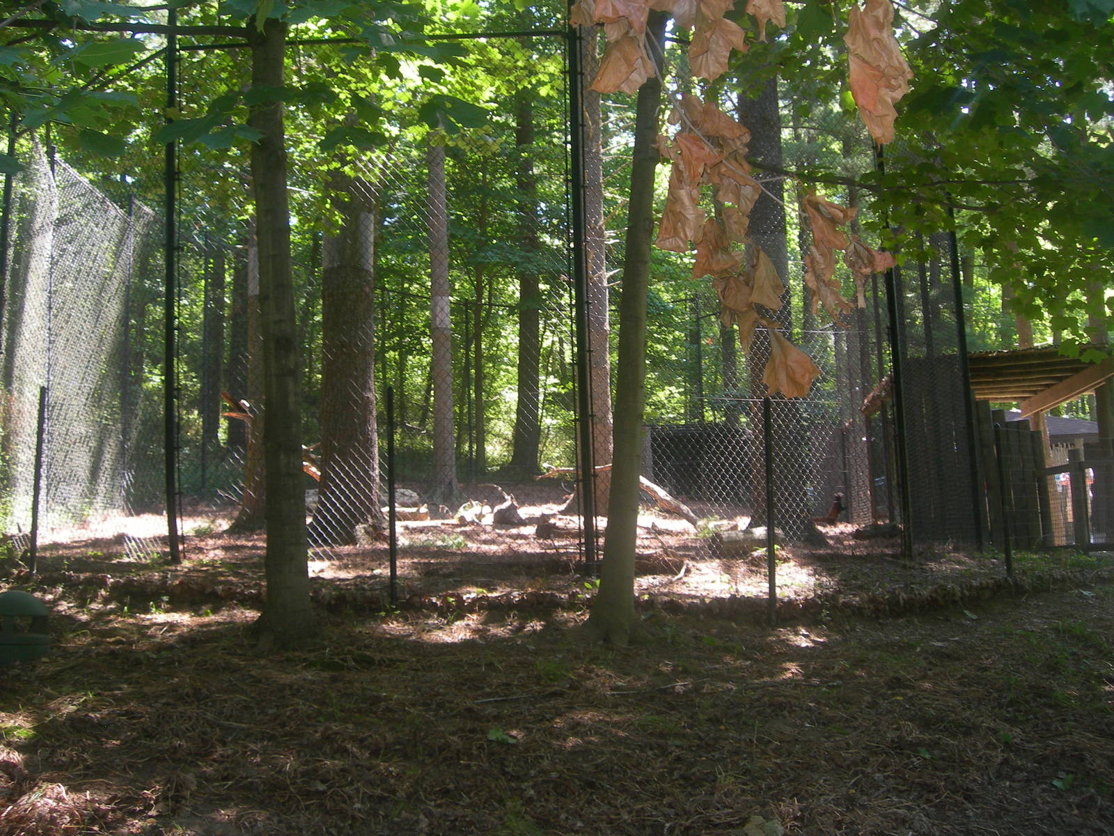 side view red panda/goral exhibit