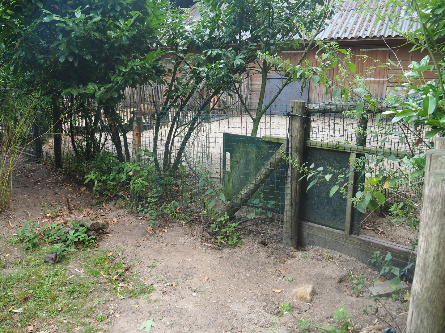 Side yard for the petting zoo animals and tunnel access to second giant anteater yard, 2019-08-11