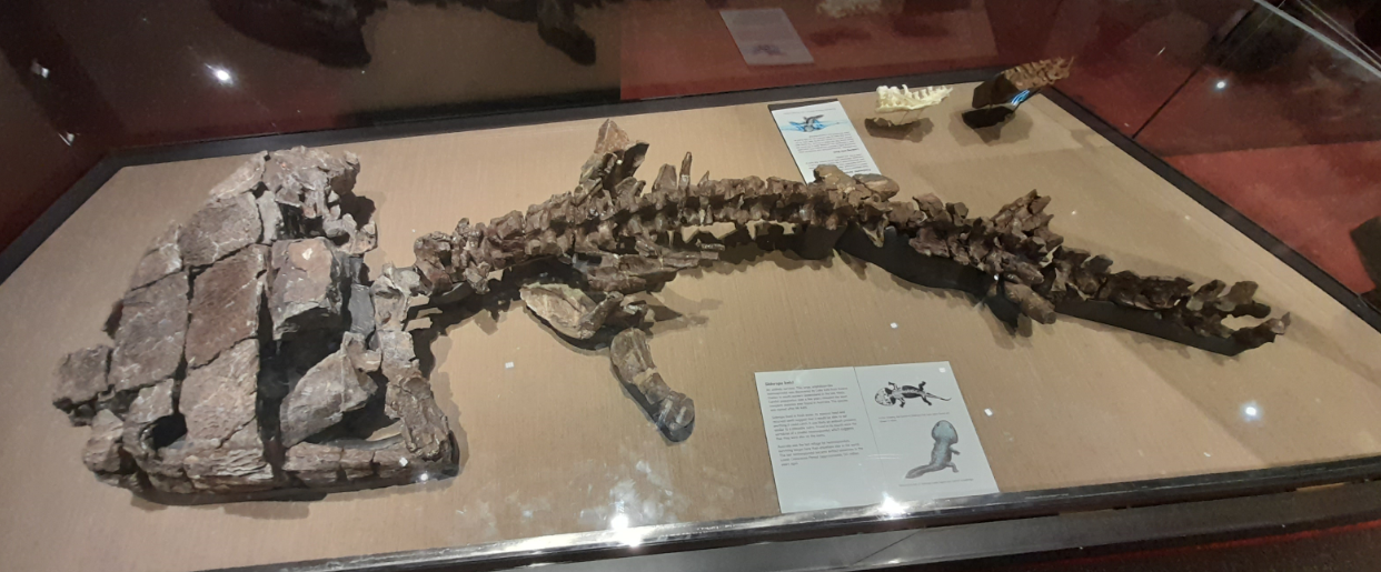 Siderops kehli - Queensland Museum