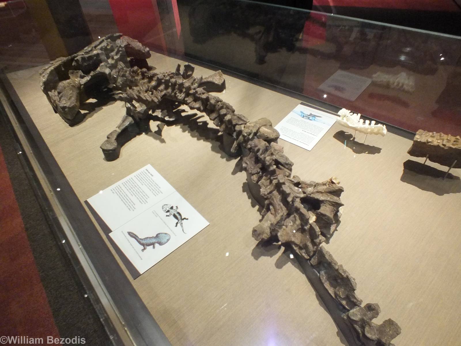 Siderops - Queensland Museum