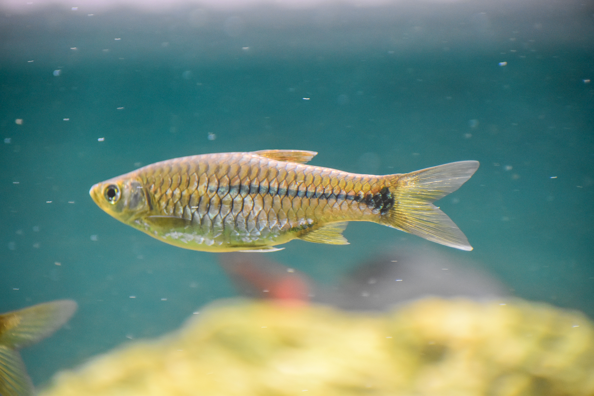 Sidestripe Rasbora (Rasbora paviana)
