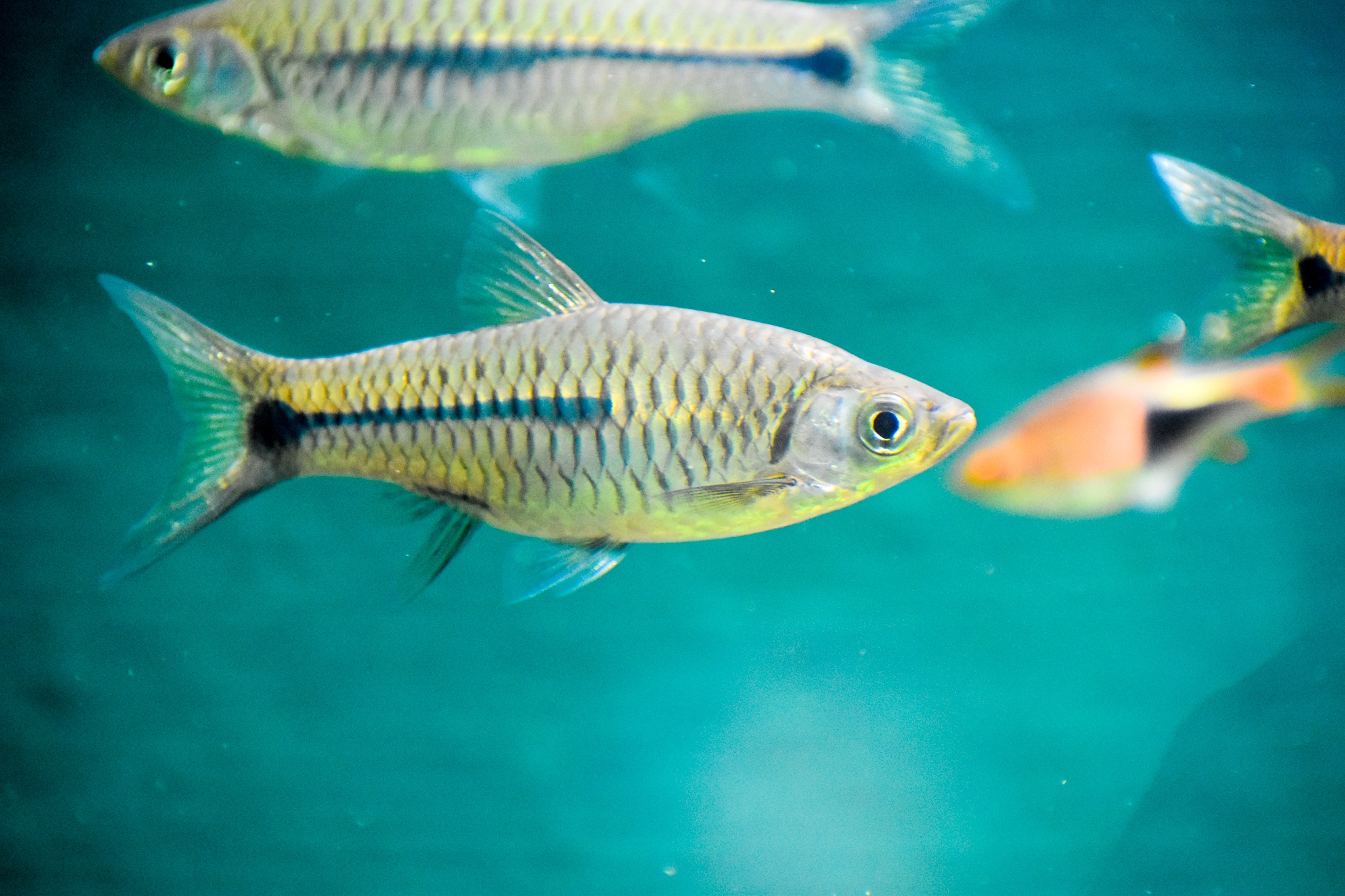 Sidestripe Rasbora (Rasbora paviana)