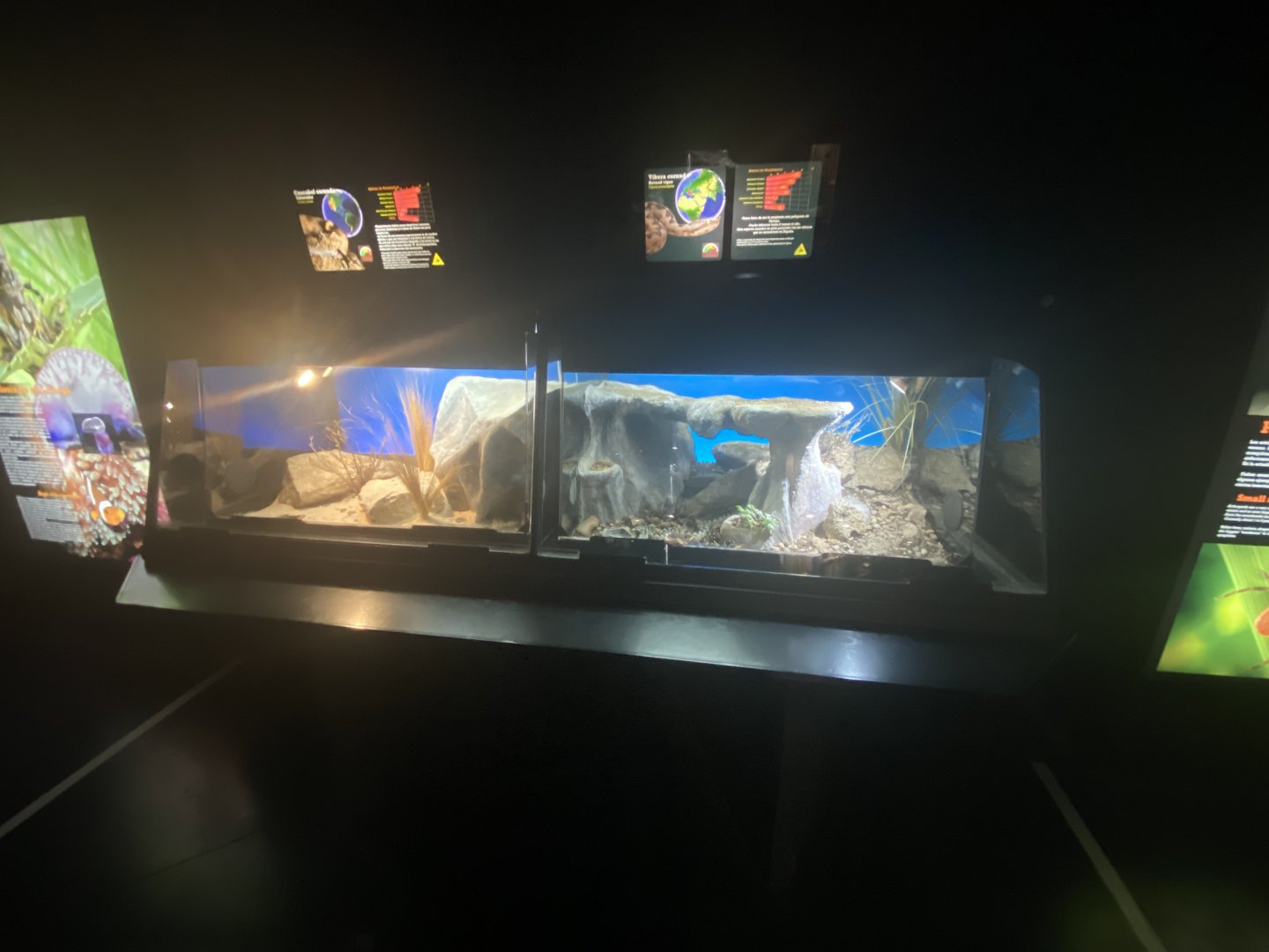 Sidewinder and horned viper exhibits