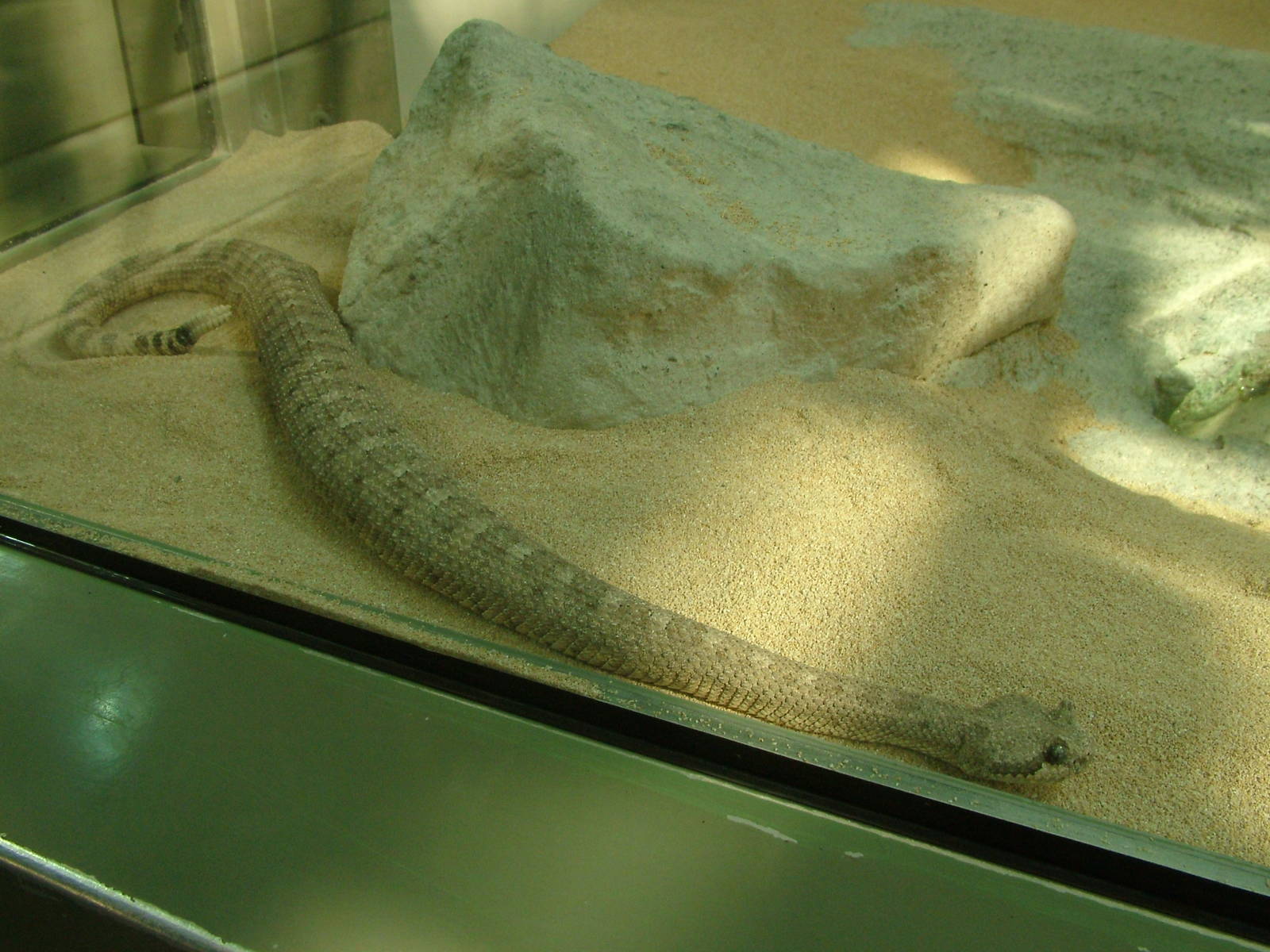 Sidewinder at Zurich 31/08/09