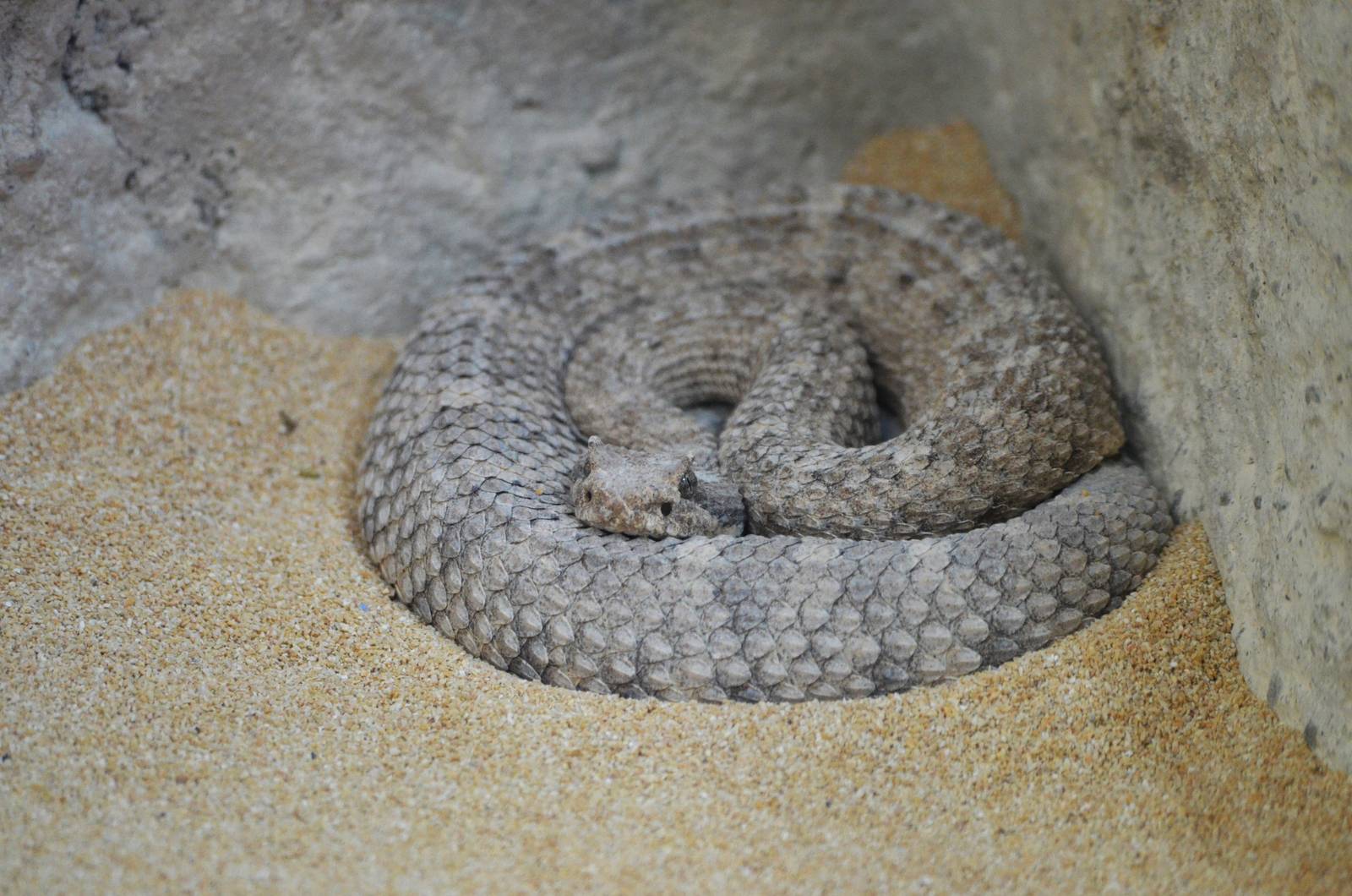 Sidewinder at Zurich Zoo, 12/09/16