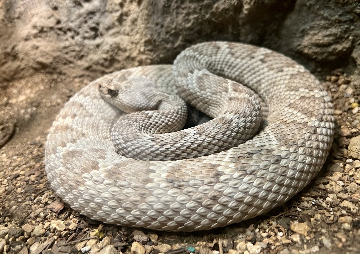 Sidewinder?  Catalina Island Rattlesnake?