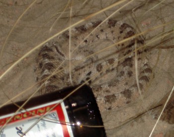 Sidewinder (Crotalus cerastes)