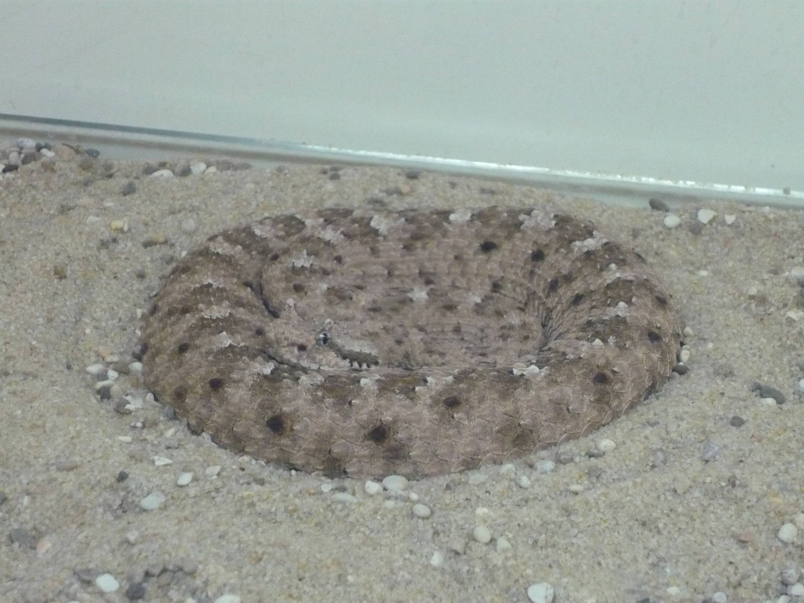Sidewinder (Crotalus cerastes)