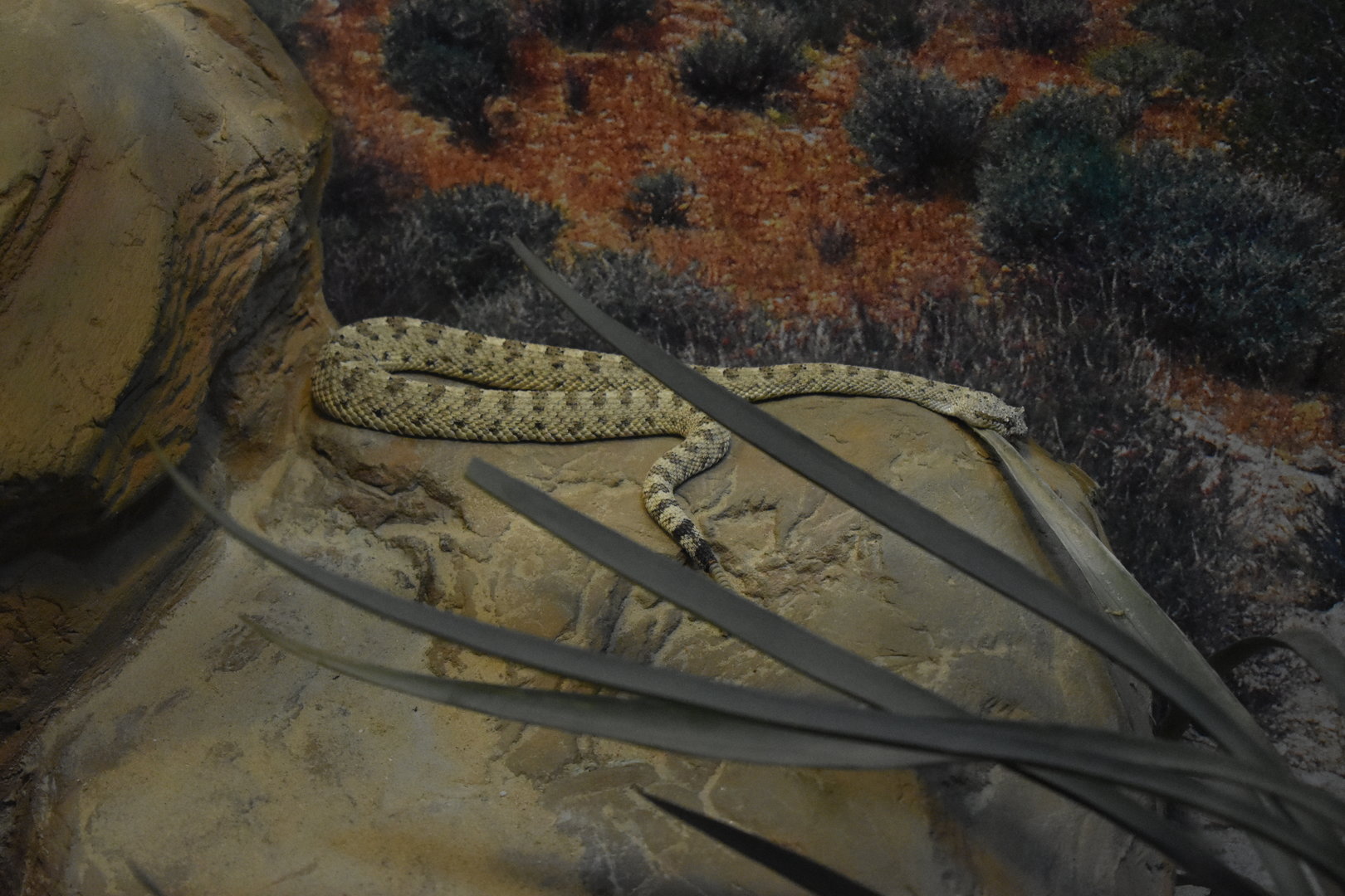 Sidewinder (Crotalus cerastes)