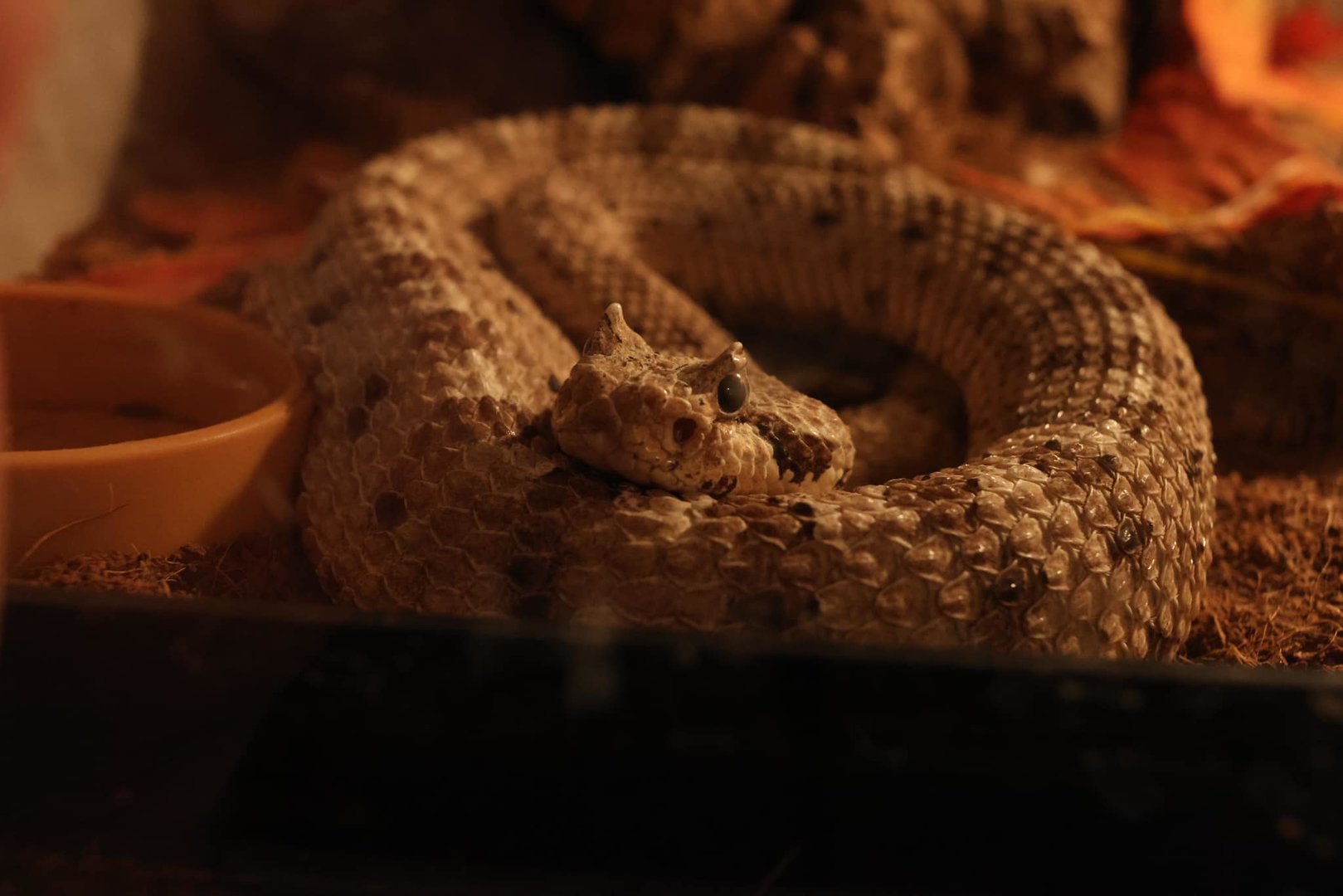 Sidewinder (Crotalus cerastes)
