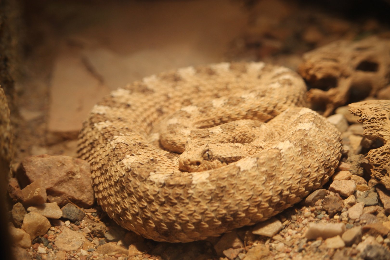 Sidewinder (Crotalus cerastes)