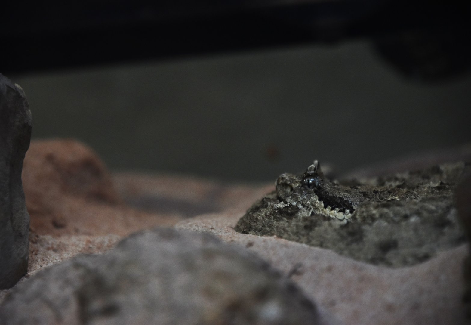 Sidewinder, Crotalus cerastes