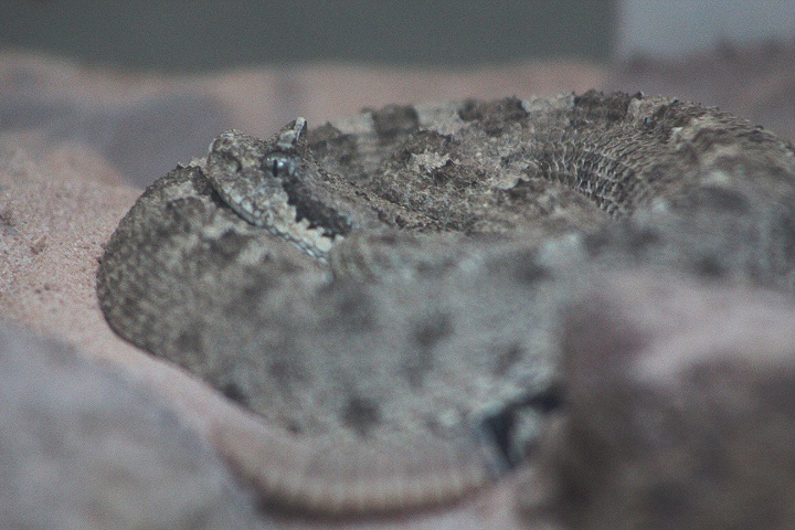 Sidewinder (Crotalus cerastes)