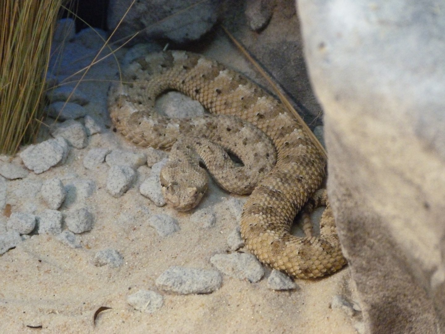 Sidewinder -Faunia (2025)