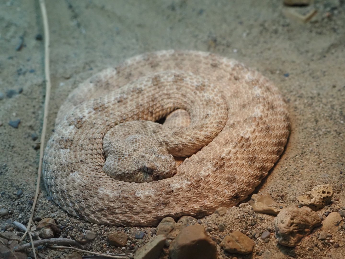 Sidewinder (Horned Rattlesnake)