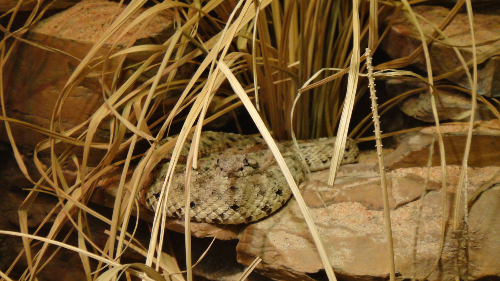 Sidewinder rattlesnake at Philadelphia zoo 2015-03-08
