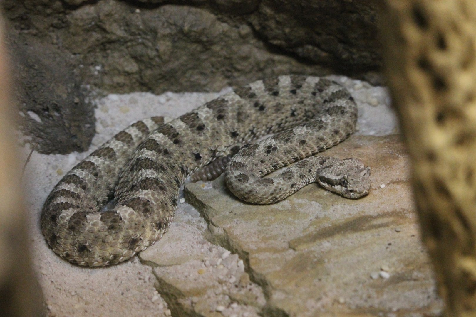 Sidewinder Rattlesnake (Crotalus cerastes)