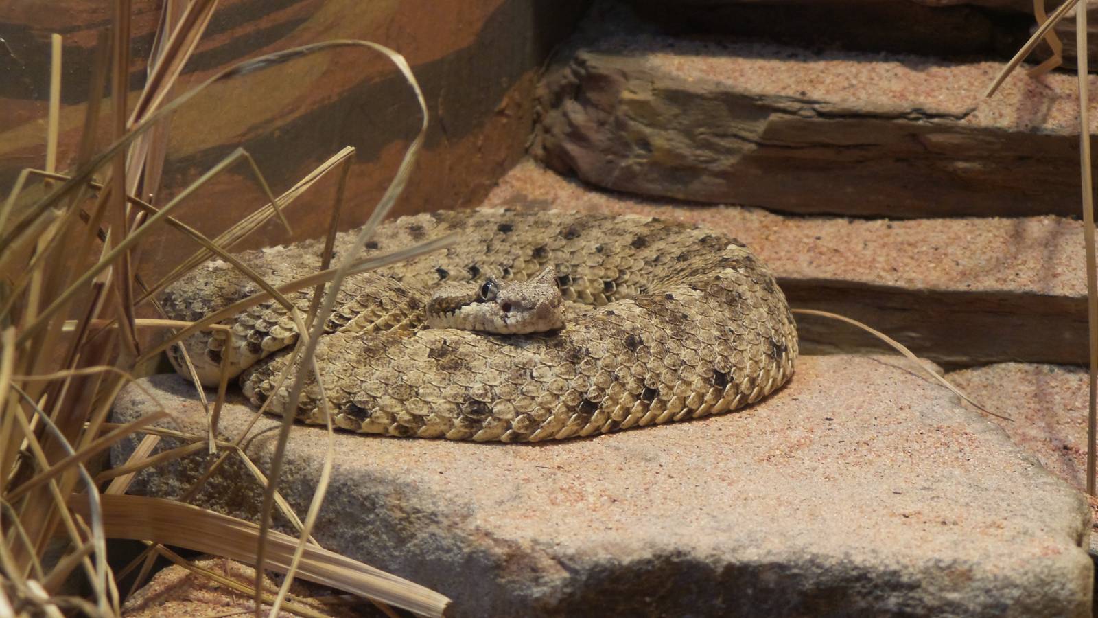 Sidewinder Rattlesnake