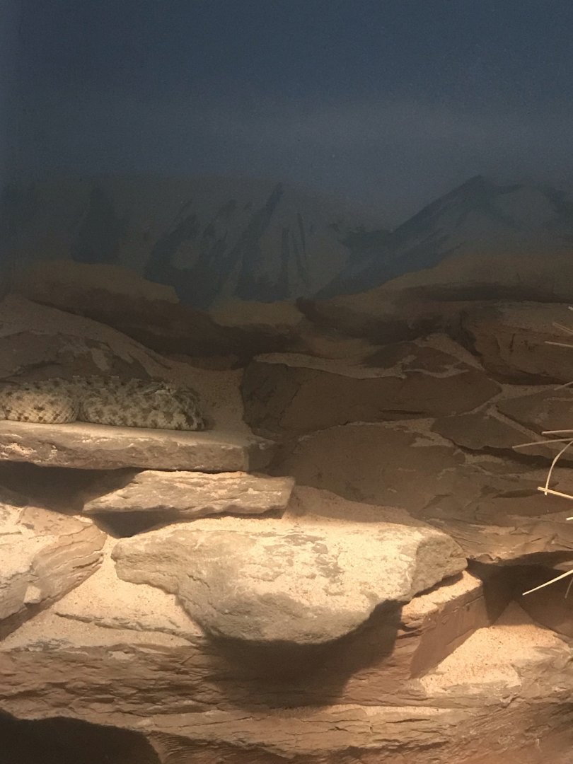 Sidewinder rattlesnake