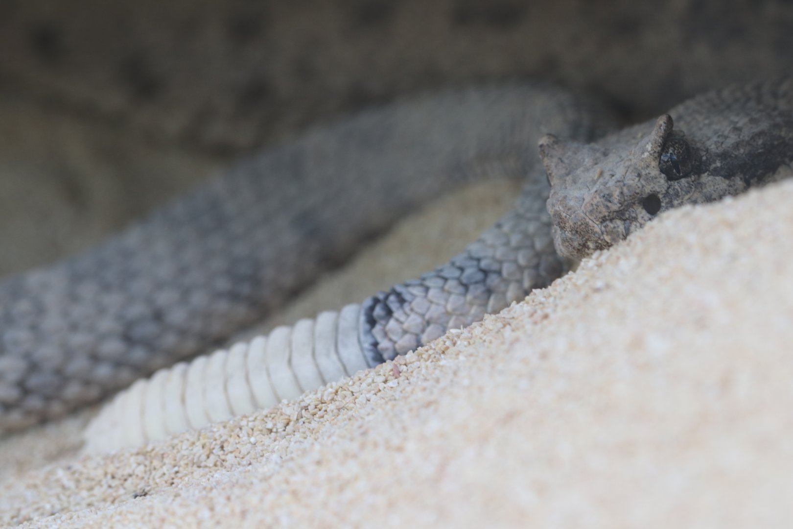 Sidewinder rattlesnake