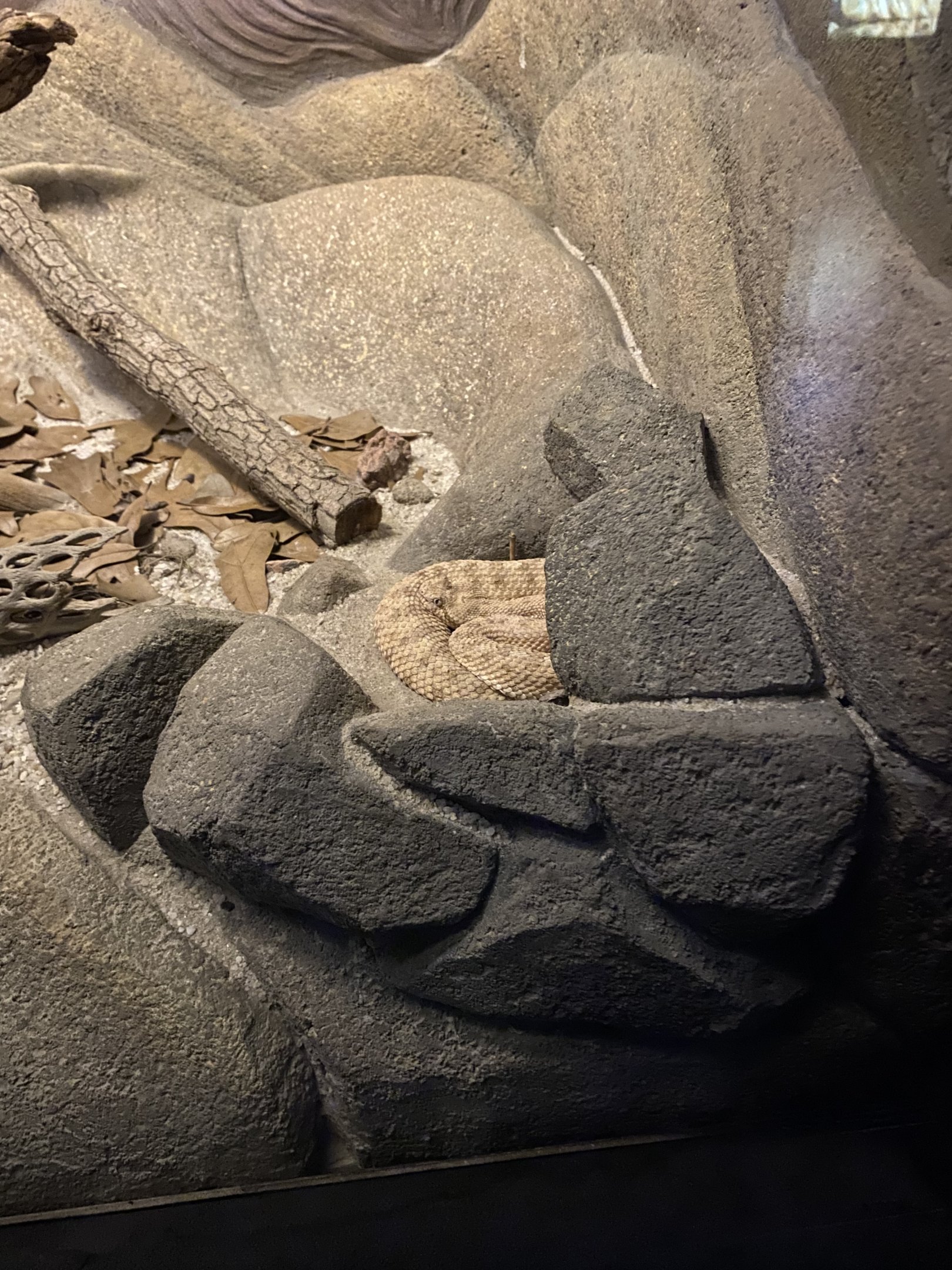 Sidewinder Rattlesnake
