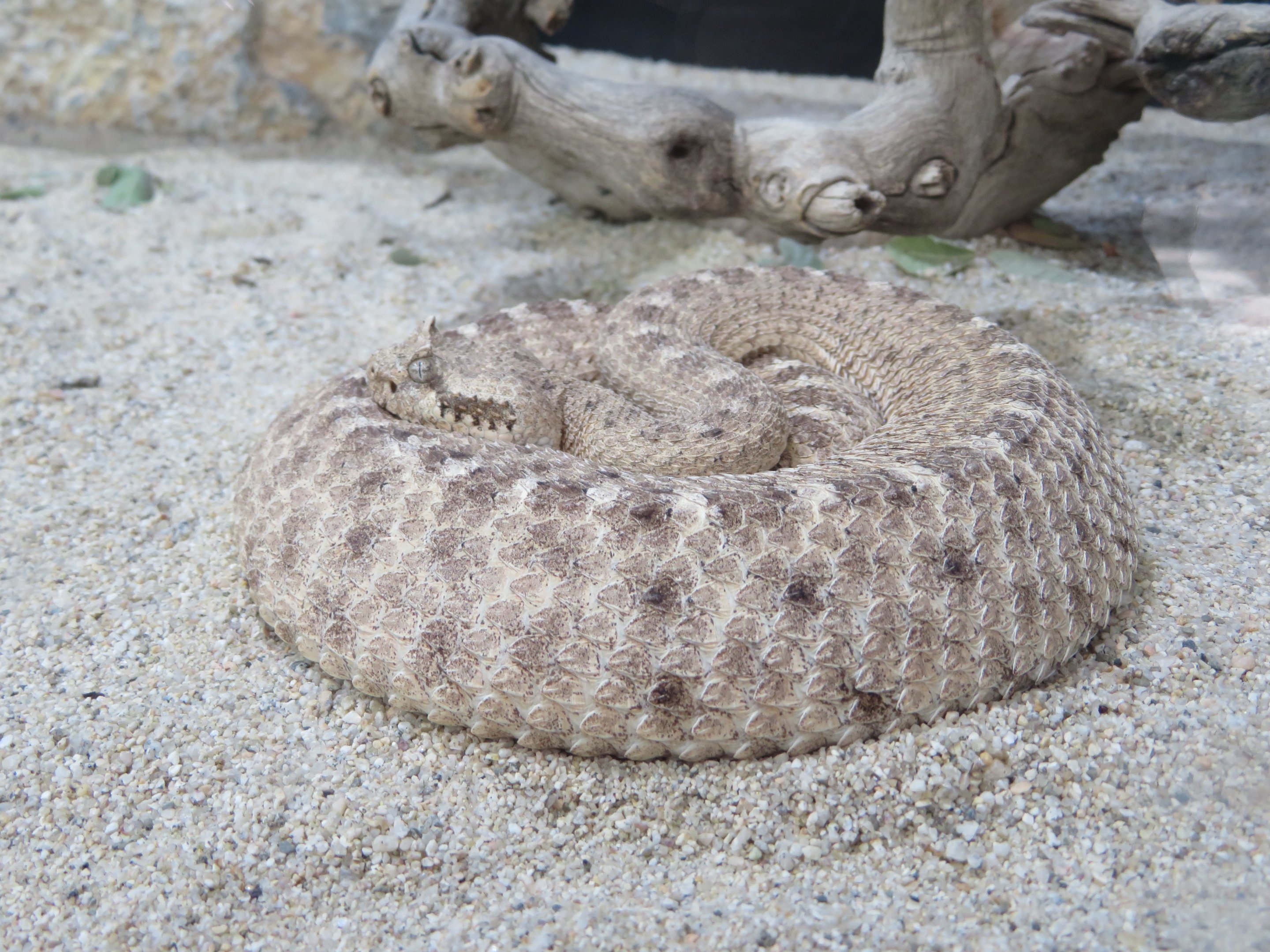 Sidewinder Rattlesnake
