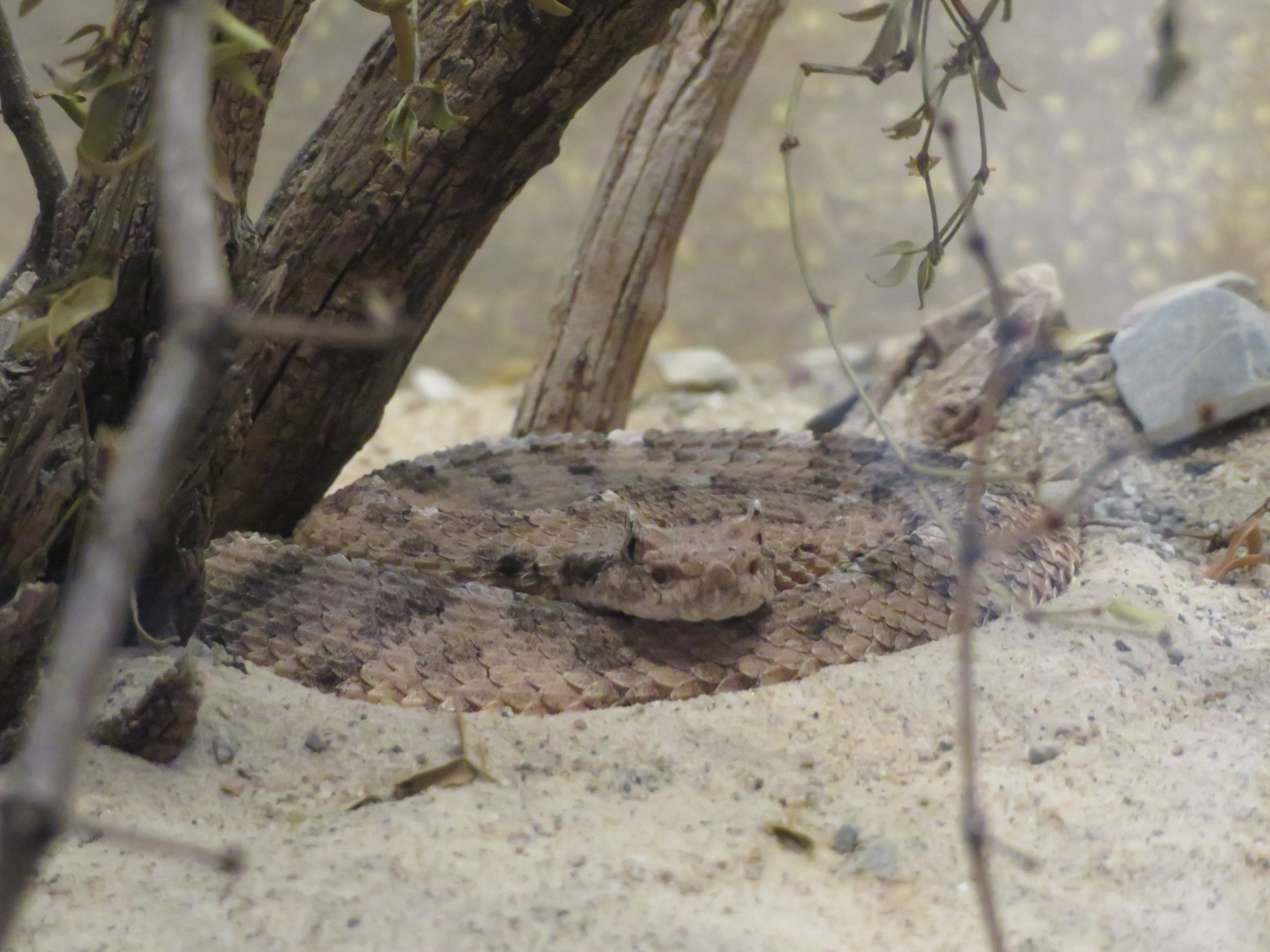 Sidewinder Rattlesnake
