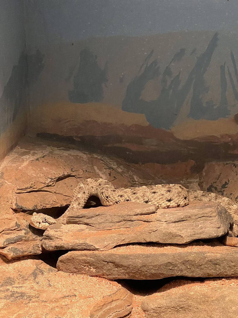 Sidewinder rattlesnake