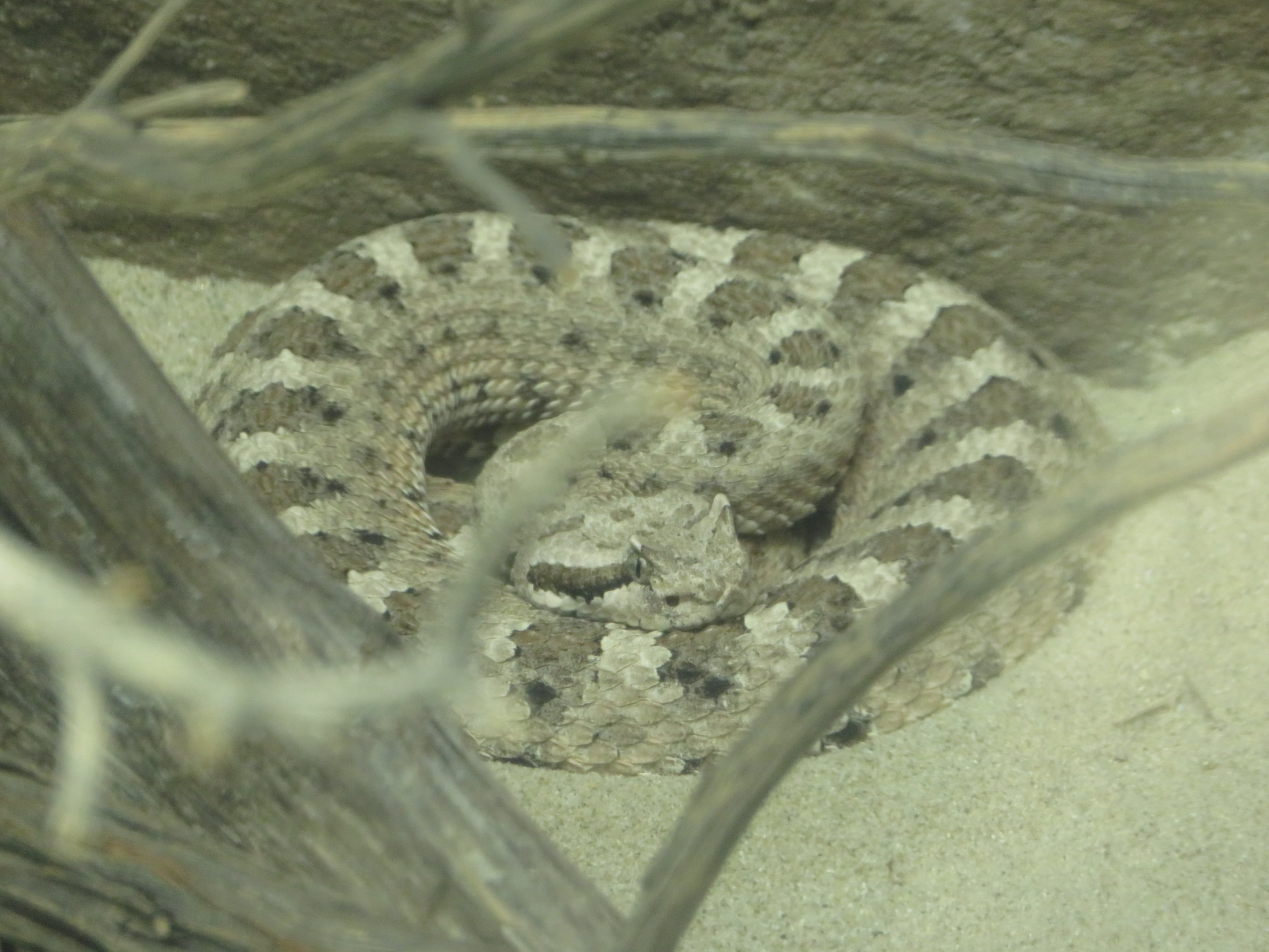 Sidewinder Rattlesnake