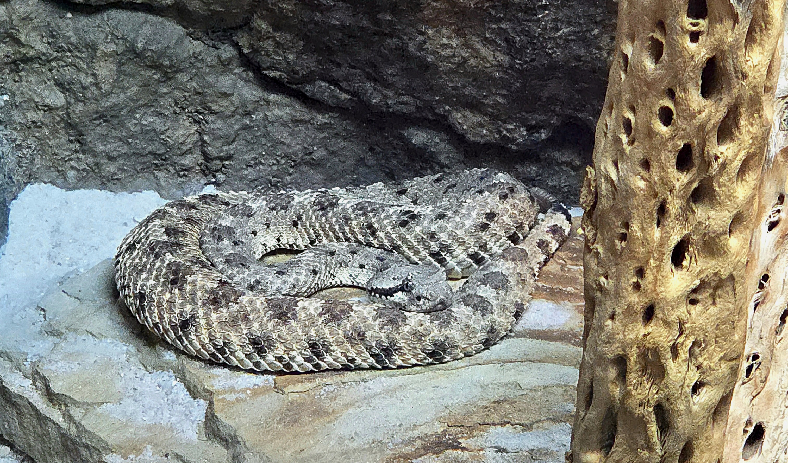 Sidewinder- Zoo Knoxville