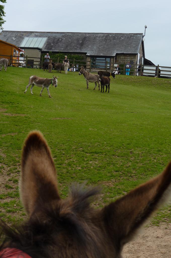Sidmouth Donkey Sanctuary, Devon, June 2012