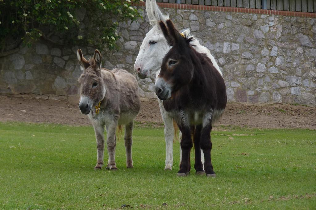 Sidmouth Donkey Sanctuary, Devon, June 2012