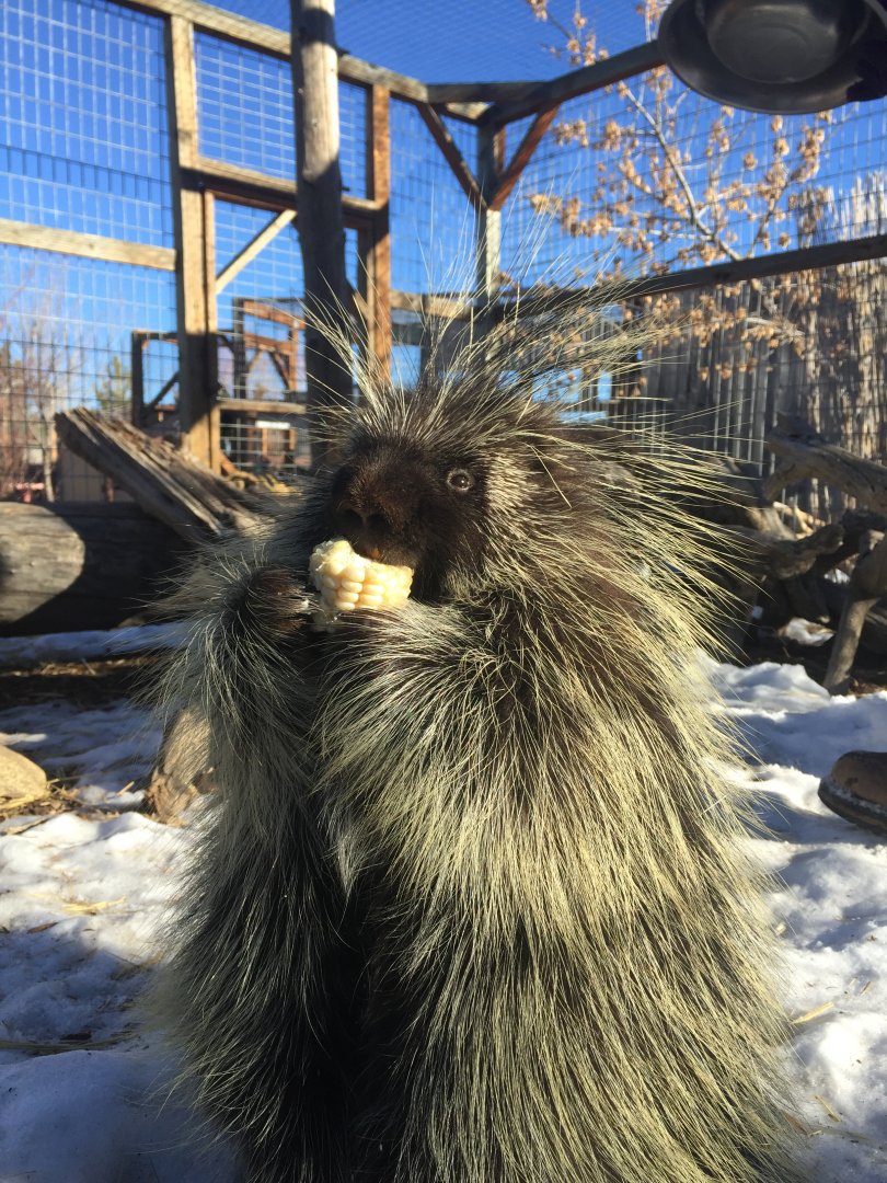 Sidney_eating_corn_copy[1]