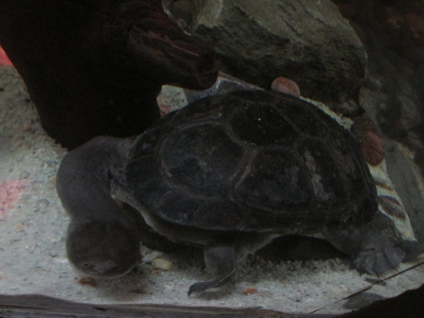 siebenrock´s snake headed turtle