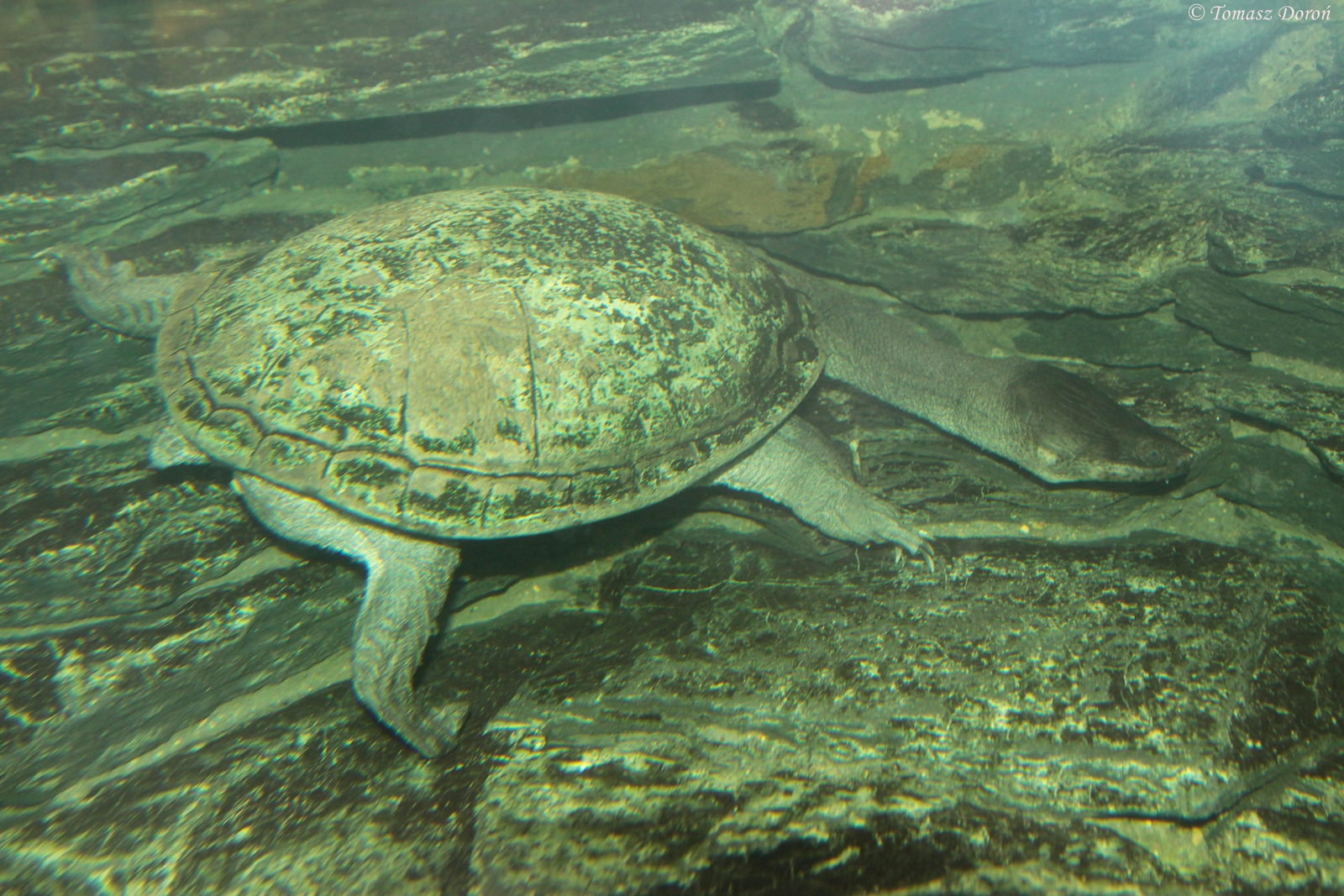 Siebenrock?s Snake-necked Turtle (Chelodina siebenrocki)