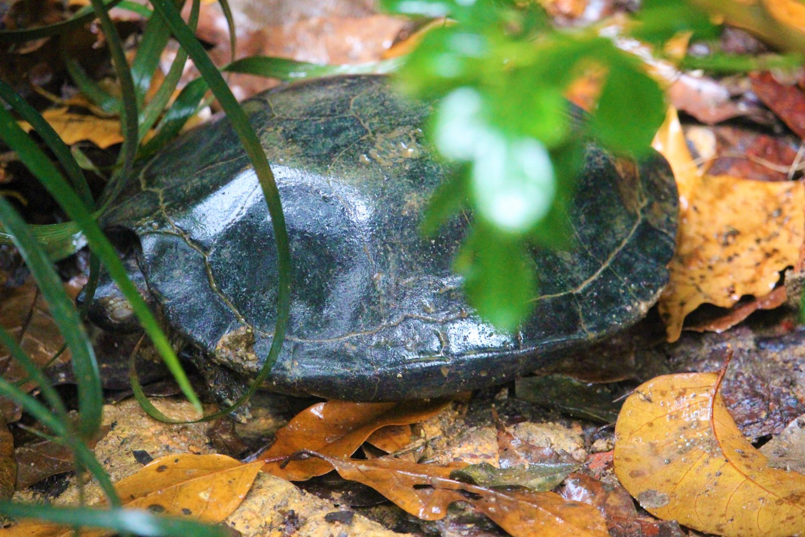 Siebenrockiella crassicollis / Black Marsh Turtle