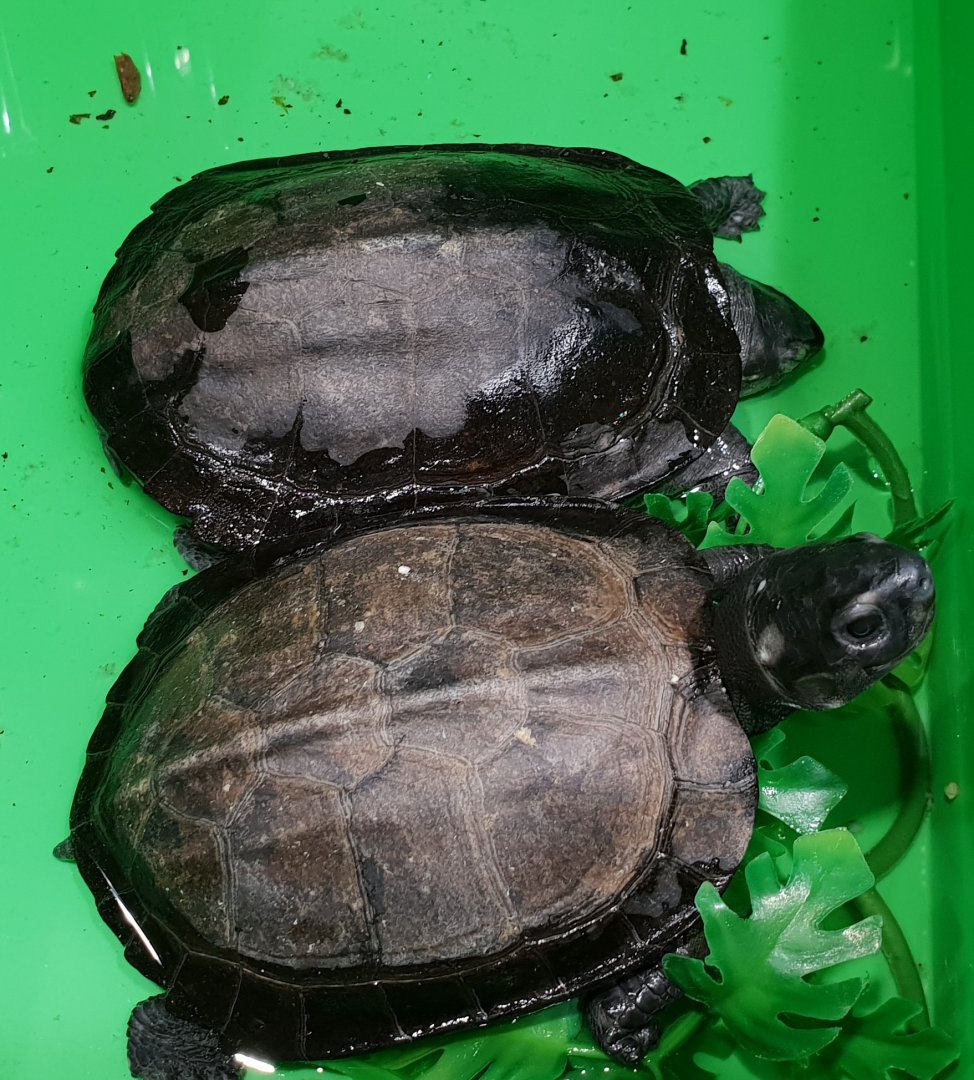 Siebenrockiella crassicollis